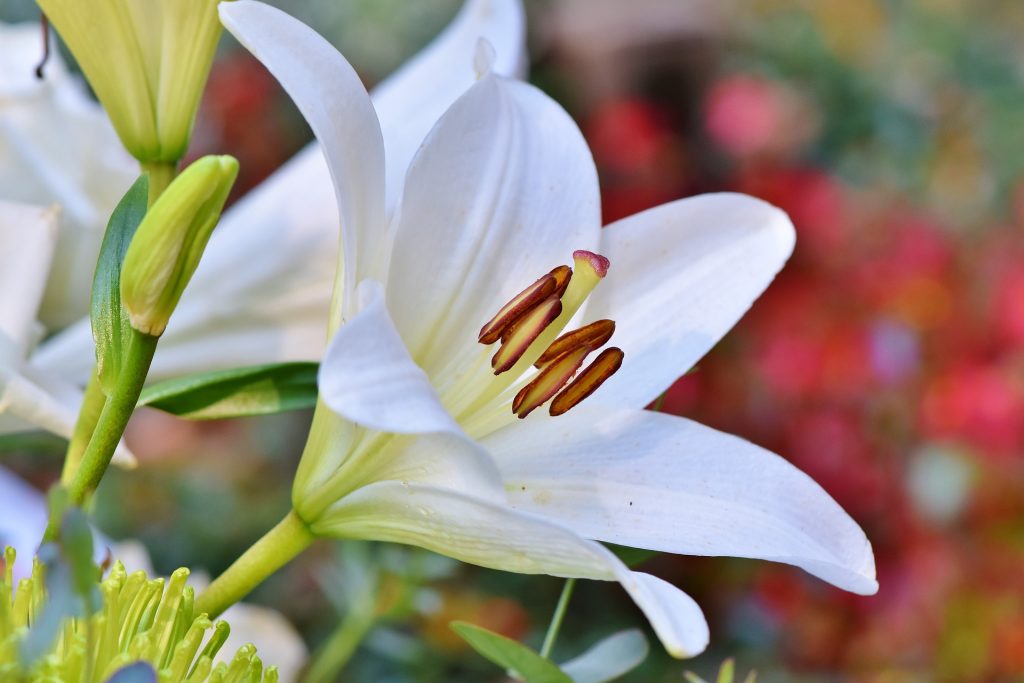 Blooming Lilly floural tributes for funerals are available with any funeral plan, you may wish to approach flourists directly or you undertaker can advise you